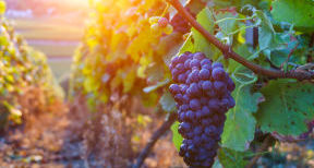 FCN Vinéa - Une offre de services dédiée aux viticulteurs