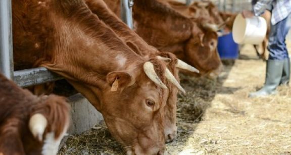 Éleveurs bovins : revalorisation du montant des aides 2021