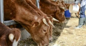 Éleveurs bovins : revalorisation du montant des aides 2021