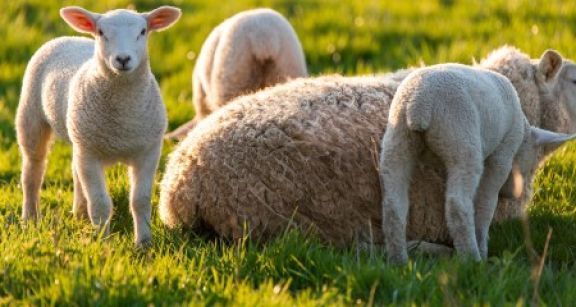 Éleveurs : la mention de l’origine des viandes se généralise