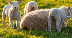 Éleveurs : la mention de l’origine des viandes se généralise