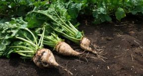 Producteurs de betteraves sucrières : utilisation de semences traitées aux néonicotinoïdes