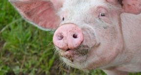 Éleveurs de porcs : un report de cotisations sociales pour faire face à la crise