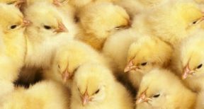 Aviculteurs : interdiction du broyage des poussins mâles