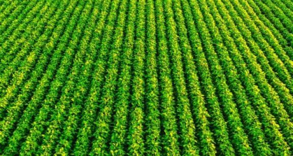 Productions végétales : montant des aides couplées 2021