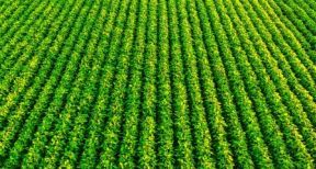 Productions végétales : montant des aides couplées 2021