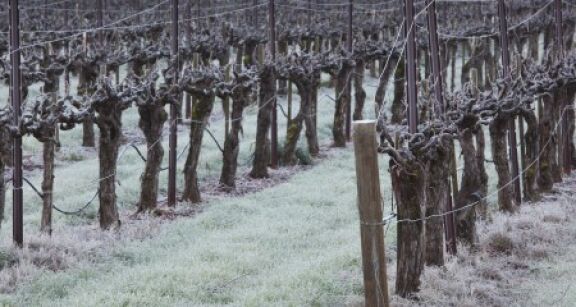 Viticulteurs, arboriculteurs… : prise en charge des cotisations sociales des victimes du gel