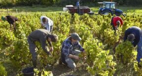 Travailleurs agricoles occasionnels : une option pour la réduction Fillon d’ici fin mars