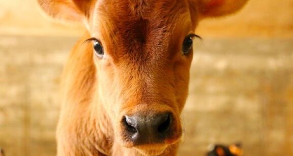 Éleveurs de bovins : aides aux veaux sous la mère et aux veaux bio 2021