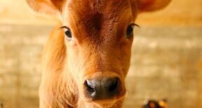 Éleveurs de bovins : aides aux veaux sous la mère et aux veaux bio 2021