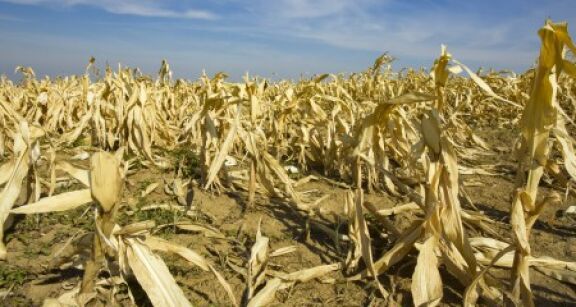 Agriculture : un nouveau régime pour l’assurance récolte