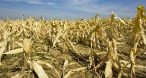 Agriculture : un nouveau régime pour l’assurance récolte