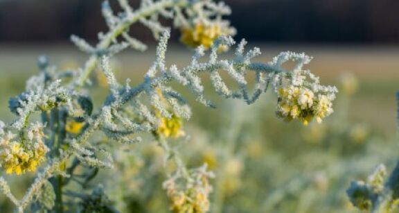 Céréaliers, arboriculteurs, viticulteurs : aide complémentaire aux victimes du gel