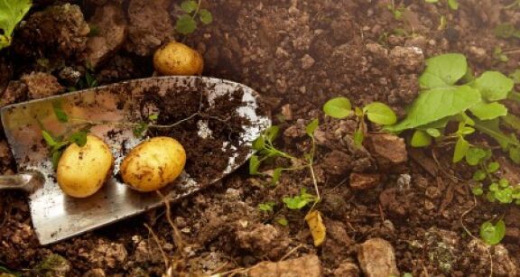 Toutes cultures : quelles sont les cultures non-attractives pour les pollinisateurs ?