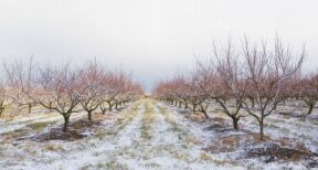 Arboriculteurs, viticulteurs : des aides d’urgence pour les victimes du gel