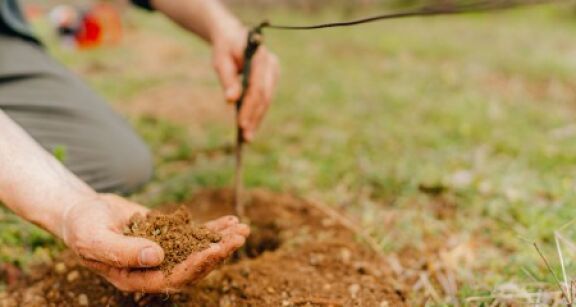 Viticulteurs : autorisations de plantations nouvelles pour 2022