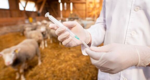 Éleveurs : l’importation de viandes aux antibiotiques de croissance est interdite