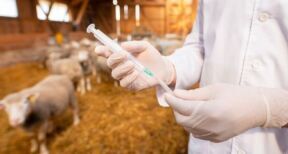 Éleveurs : l’importation de viandes aux antibiotiques de croissance est interdite