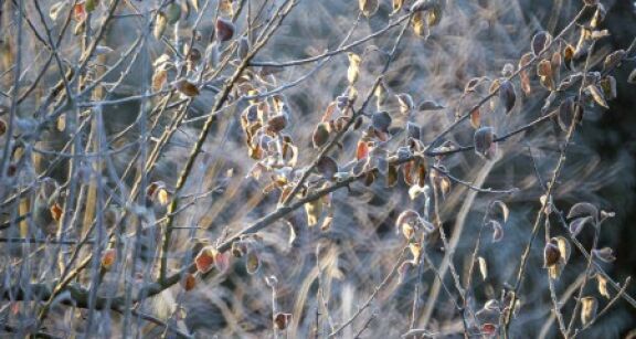 Arboriculteurs : le fonds d’urgence pourra atteindre 5 000 € par exploitation