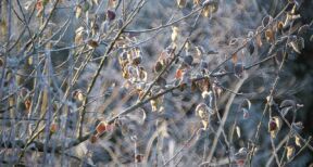 Arboriculteurs : le fonds d’urgence pourra atteindre 5 000 € par exploitation