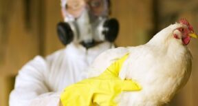 Aviculteurs : indemnisation des pertes dues &#x00e0; la grippe aviaire
