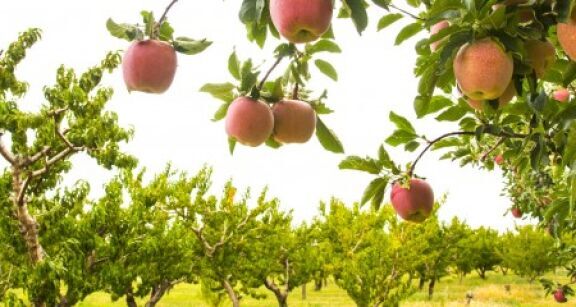Arboriculteurs : aide à la rénovation des vergers