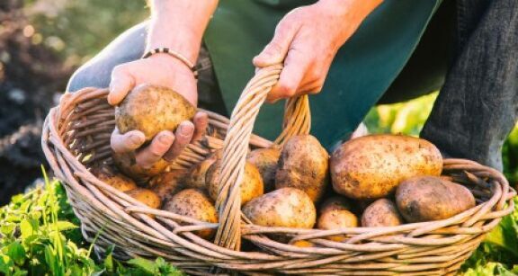 Producteurs de pommes de terre : déclarez vos surfaces !