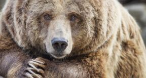 Éleveurs ovins : les tirs pour effaroucher les ours sont permis