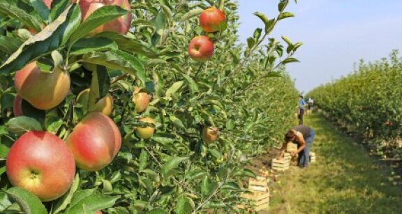 Arboriculteurs : aide à la plantation de pommiers à cidre