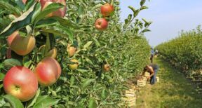 Arboriculteurs : aide à la plantation de pommiers à cidre