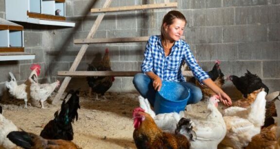 Aviculteurs : deuxième vague d’indemnisations des pertes dues à la grippe aviaire