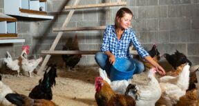 Aviculteurs : deuxième vague d’indemnisations des pertes dues à la grippe aviaire