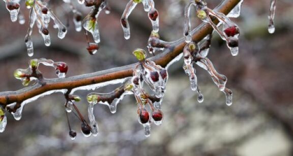 Arboriculteurs, viticulteurs… : prise en charge des cotisations des victimes du gel de 2021