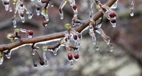 Arboriculteurs, viticulteurs… : prise en charge des cotisations des victimes du gel de 2021