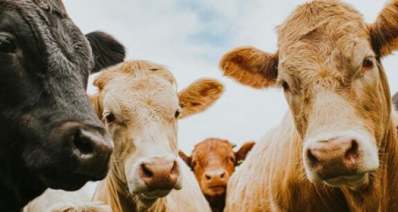 Éleveurs de bovins : dépistage de la tuberculose bovine