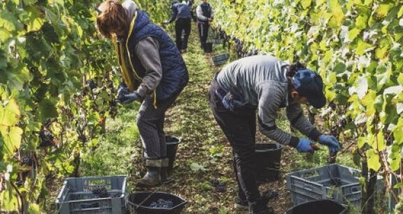 Travailleurs occasionnels agricoles : l’exonération spécifique prolongée d’un an