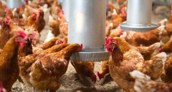 Aviculteurs : le risque de grippe aviaire redevient modéré