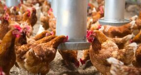 Aviculteurs&#x00a0;: le risque de grippe aviaire redevient mod&#x00e9;r&#x00e9;
