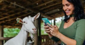 Éleveurs : montant des aides animales pour 2022