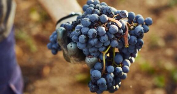 Viticulteurs : une récolte 2022 dans la moyenne des 5 dernières années