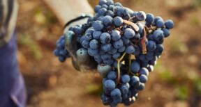 Viticulteurs : une récolte 2022 dans la moyenne des 5 dernières années