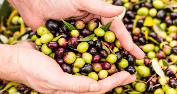 Producteurs d’olives et d’huile d’olive : organisation de producteurs