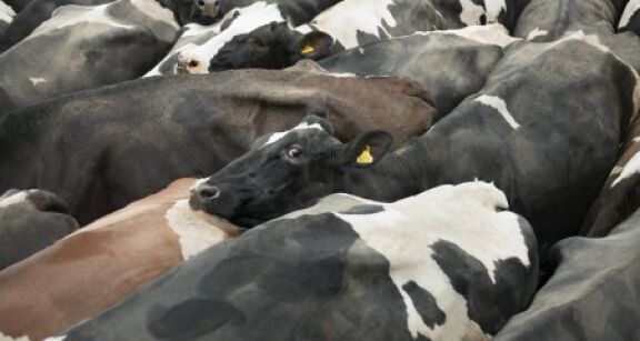 Élevage bovin : une feuille de route pour éradiquer la brucellose