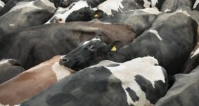 Élevage bovin : une feuille de route pour éradiquer la brucellose