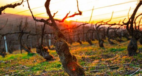 Arboriculteurs, viticulteurs… : prise en charge des cotisations des victimes du gel de 2021