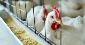 Aviculteurs : le risque de grippe aviaire redevient élevé