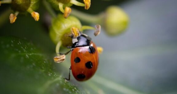 Transition écologique : référencement des associations sur Carteco
