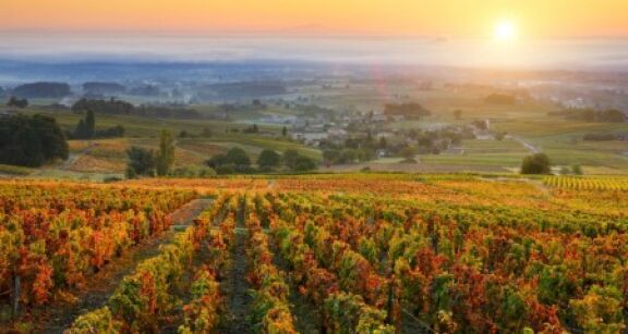 Viticulteurs : durcissement des conditions d’accès à la certification HVE