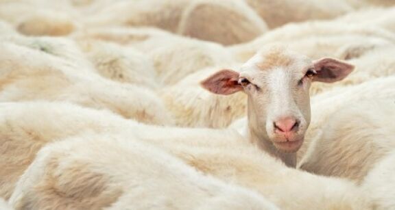 Éleveurs d’ovins et de caprins : revalorisation du montant des aides 2022