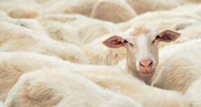 Éleveurs d’ovins et de caprins : revalorisation du montant des aides 2022